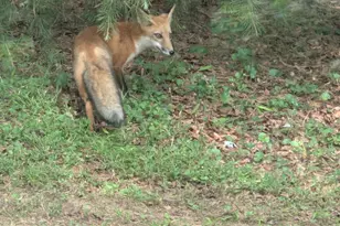 14612 Fairacres Rd, Silver Spring, MD 20905 - Photo 52