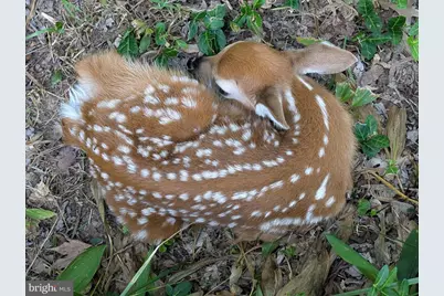 14612 Fairacres Road, Silver Spring, MD 20905 - Photo 50