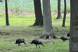 11116 Liberty Ln, Easton, MD 21601 - Photo 20