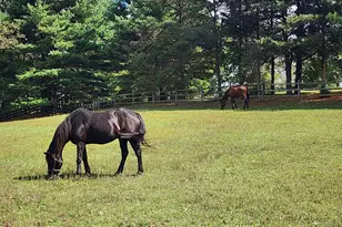 14847 White Oak Ridge, Hancock, MD 21750 - Photo 48