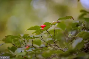 203 W Market St, Snow Hill, MD 21863 - Photo 116