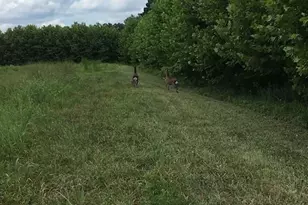 163 Hall Rd, Pocomoke City, MD 21851 - Photo 10