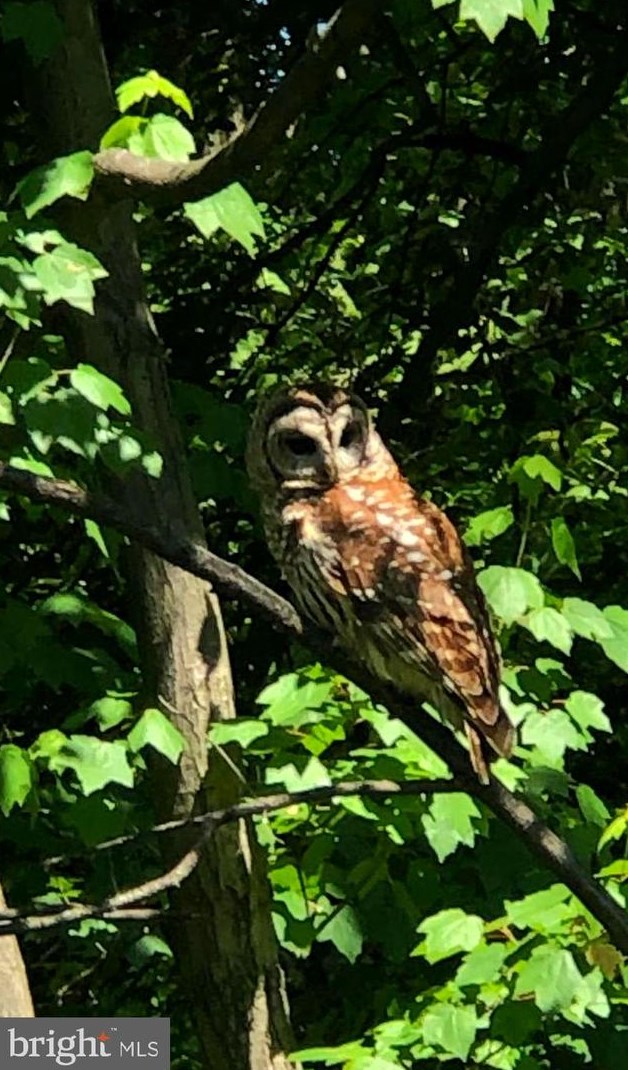 10120 Spring Lake Ter, Fairfax VA  22030-2038 exterior