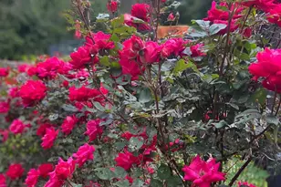 8182 Ashton Wy, Warrenton, VA 20186 - Photo 76