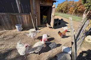 220 Snappy Ln, Winchester, VA 22602 - Photo 52