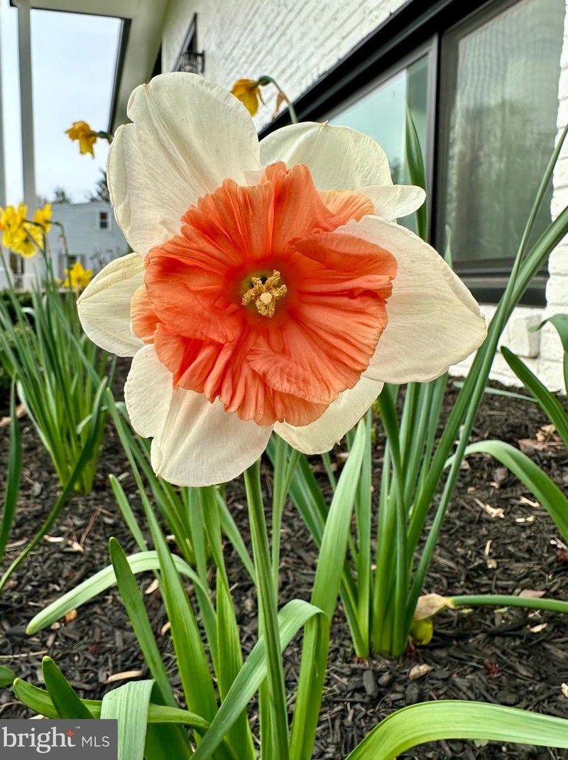 738 Ellsworth, Great Falls VA 22066-2929 exterior