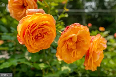 6804 Benjamin Street, McLean, VA 22101 - Photo 4