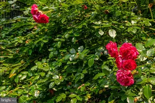 6804 Benjamin St, McLean, VA 22101 - Photo 10