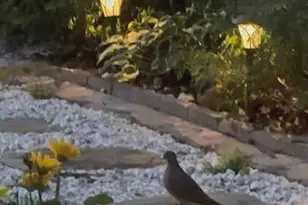 5724 Harrier Dr, Clifton, VA 20124 - Photo 50