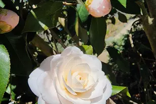 5300 Summit Dr, Fairfax, VA 22030 - Photo 34