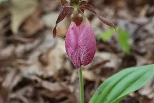 1185 Belle Meade Rd, Bumpass, VA 23024 - Photo 104