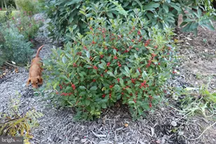 1185 Belle Meade Rd, Bumpass, VA 23024 - Photo 82