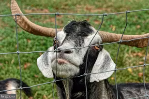 36775 Leith Ln, Middleburg, VA 20117 - Photo 62