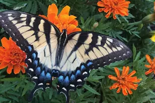 40925 Arcadian Pond Ct, Aldie, VA 20105 - Photo 60