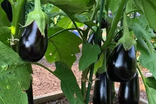 15700 Trapshire Ct, Waterford, VA 20197 - Photo 104