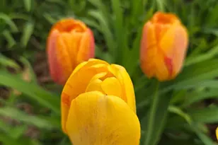 177 Church Hill Rd, Etlan, VA 22719 - Photo 46