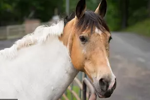 1101 Eastover Pkwy, Locust Grove, VA 22508 - Photo 60