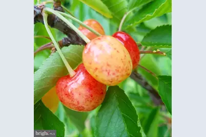 4170 Padgett Drive, Haymarket, VA 20169 - Photo 50