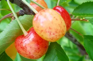 4170 Padgett Dr, Haymarket, VA 20169 - Photo 50