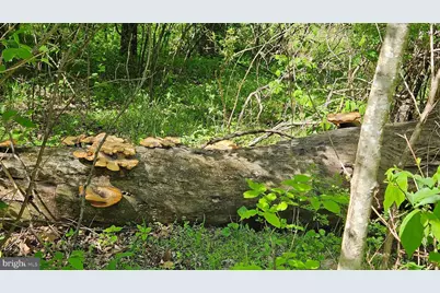 559 Bessie Bell Mountain Road, Castleton, VA 22716 - Photo 68