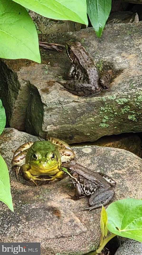 3110 Orkney Grade, Mount Jackson VA  22842-3320 exterior