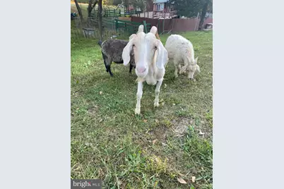 100 Wolfs Lane, Fort Valley, VA 22652 - Photo 36