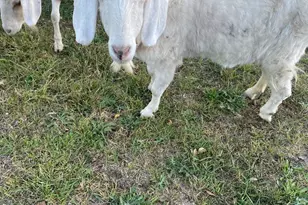 100 Wolfs Ln, Fort Valley, VA 22652 - Photo 38