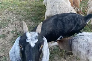 100 Wolfs Ln, Fort Valley, VA 22652 - Photo 42