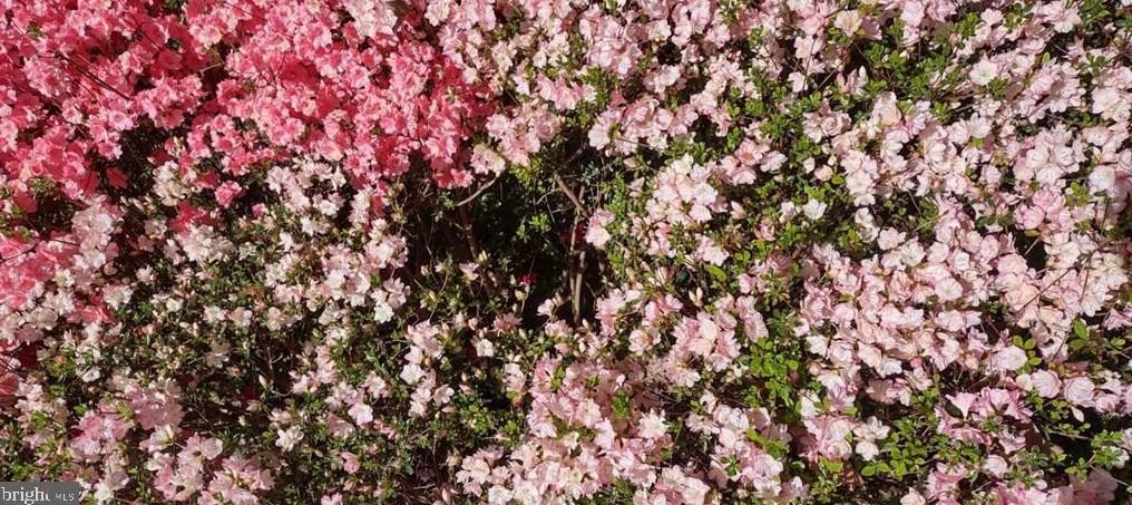 1 Rosepetal St, Stafford VA  22556-6219 exterior