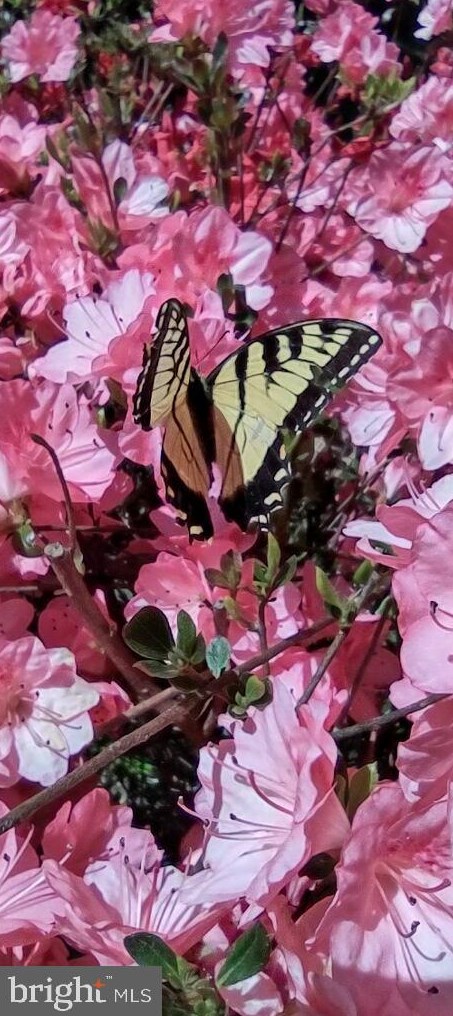 1 Rosepetal St, Stafford VA  22556-6219 exterior