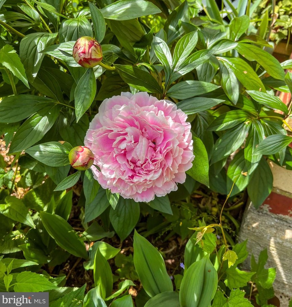 110 Madison Ave, Fredericksburg VA  22405-2527 exterior