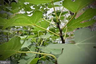 317 Coles Point Rd, Hague, VA 22469 - Photo 106