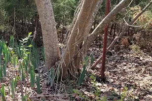 922 Skipjack Rd, Kinsale, VA 22488 - Photo 30