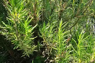 1321 Woodside Ave, Front Royal, VA 22630 - Photo 26