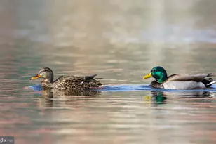 88 Pickford Ct, Front Royal, VA 22630 - Photo 38