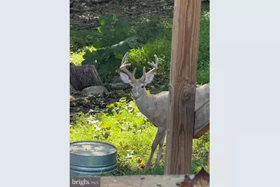 Block 78 Lot 58 Yogi Bear Blvd, Falling Waters, WV 25419 - Photo 4