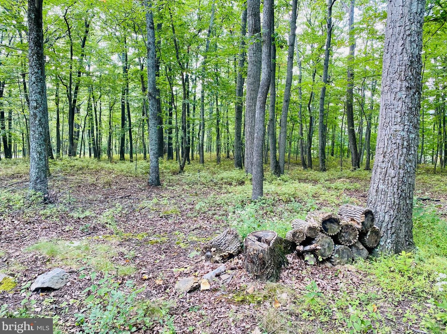 816 White Pne Ln, Capon Bridge WV 26711 exterior