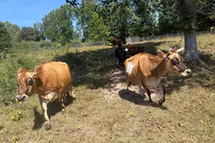 95 Brill Ln, Augusta, WV 26704 - Photo 10