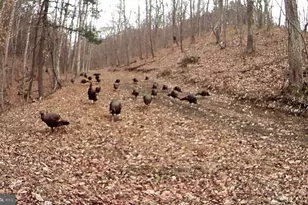 3837 Graces Cabin, Springfield, WV 26763 - Photo 58