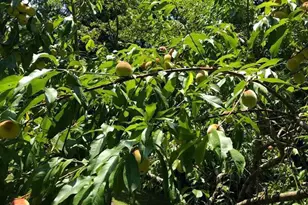 1070 Crystal Hollow Rd, Green Spring, WV 26722 - Photo 24