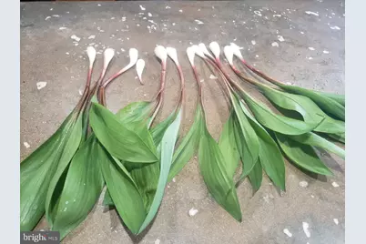 886 Mountain Heritage Estates Road, Augusta, WV 26704 - Photo 96