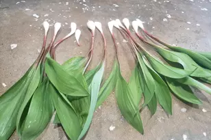 886 Mountain Heritage Ests Rd, Augusta, WV 26704 - Photo 96