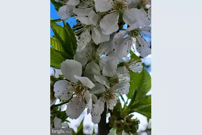 886 Mountain Heritage Estates Road, Augusta, WV 26704 - Photo 16