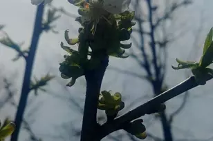 886 Mountain Heritage Ests Rd, Augusta, WV 26704 - Photo 98