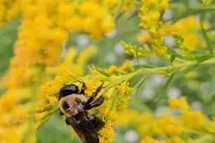 11 Marsh Hawk Way, Shepherdstown, WV 25443 - Photo 88