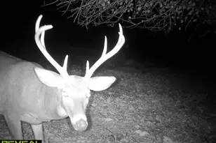 542 Bane Cutoff Rd, Elk Garden, WV 26717 - Photo 70