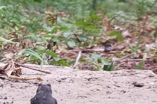 Sanders Ln, Oakland, MD 21550 - Photo 1