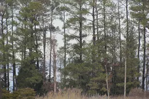 Piney Point Rd, Piney Point, MD 20674 - Photo 1