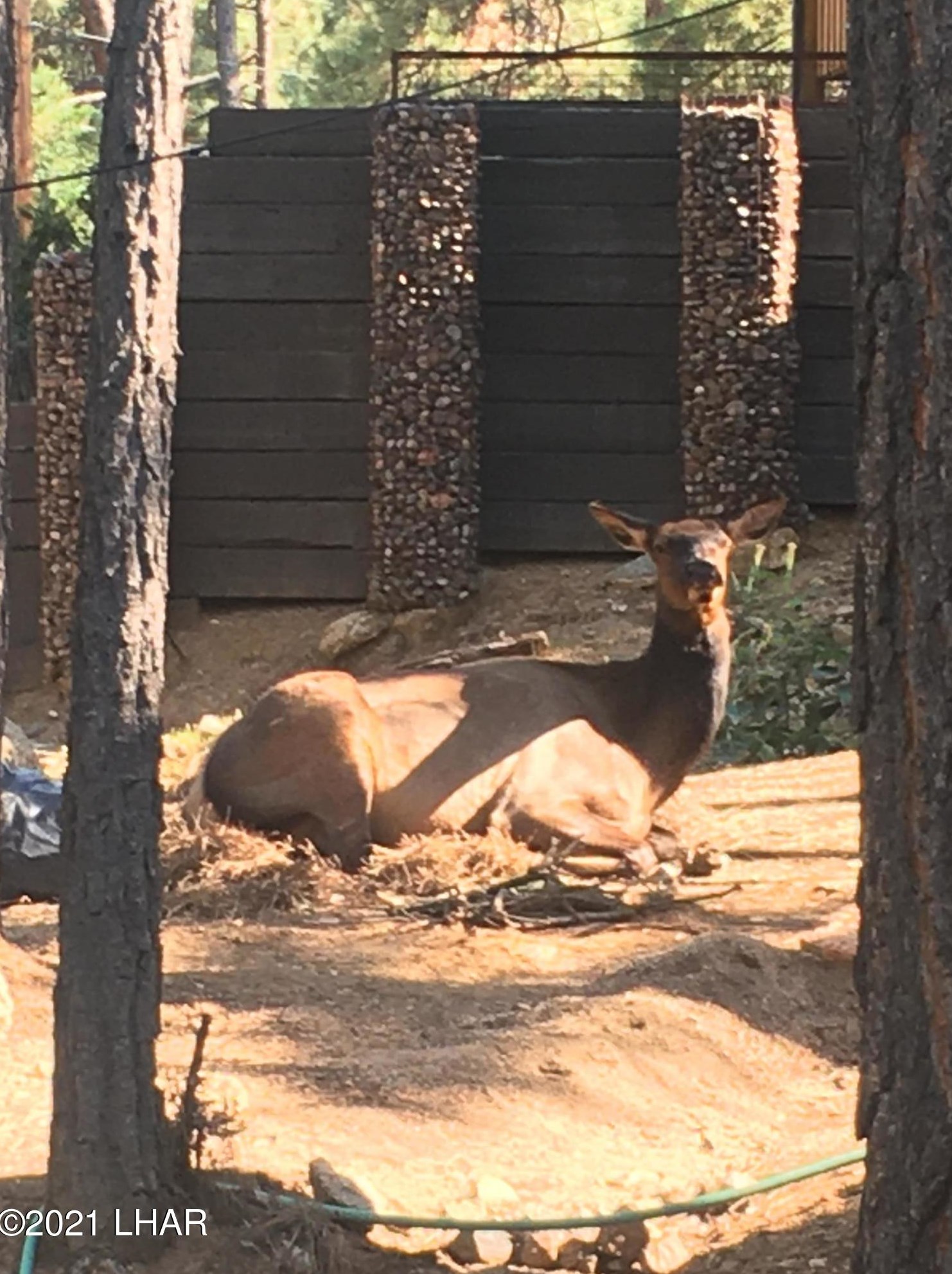 6465 Crumb Rd, Kingman AZ 86401-6568 exterior