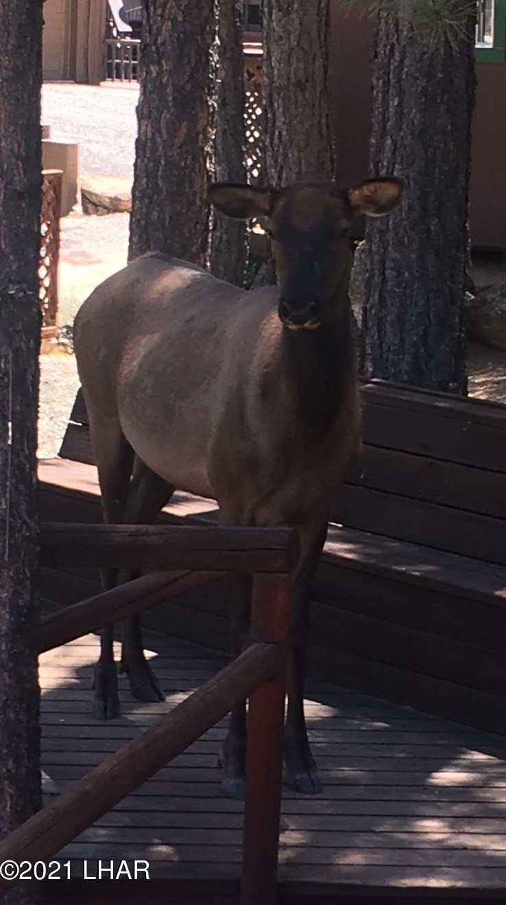 6465 Crumb Rd, Kingman AZ 86401-6568 exterior